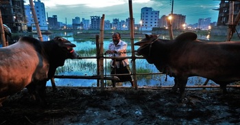 Avoid artificially fattened cattle during Eid: Experts