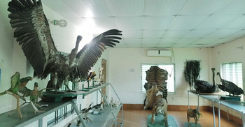 সাফারি পার্কে দর্শনার্থীদের বিনোদন জোগাবে মৃত পাখি ও প্রাণী