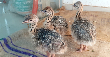 বঙ্গবন্ধু সাফারি পার্কে ইনকিউবেটরে ফুটল উটপাখির ৪ বাচ্চা