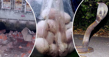 মসজিদের অজুখানায় গোখরা সাপের বাসা, পেড়েছে ১৭ ডিম