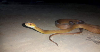 ঘুমন্ত অবস্থায় সাপের কামড়, প্রাণ গেল কিশোরের