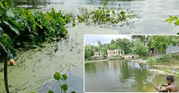 পাউবোর ভুলের মাশুল দিচ্ছেন শার্শার কৃষকরা