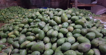 ৪ টাকা কেজিতেও আম নিচ্ছে না কেউ, ফেলে দেয়া হচ্ছে ডাস্টবিনে