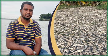একরাতে ৫ কোটি টাকার মাছ হারিয়ে পথে বসার উপক্রম