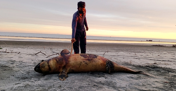কুয়াকাটা সৈকতে ভেসে এলো মৃত ইরাবতী ডলফিন