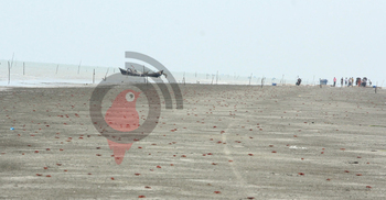 লাল কাঁকড়ার দখলে কুয়াকাটা, জীববৈচিত্রে ফিরেছে প্রাণ