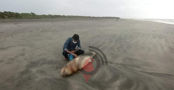 কুয়াকাটা সৈকতে ফের ভেসে এলো মৃত ডলফিন