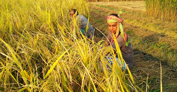 হেমন্তের আশীর্বাদ