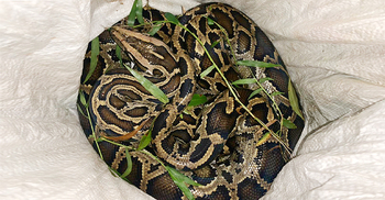 শ্রীমঙ্গলের সড়কে ১২ ফুট লম্বা অজগর