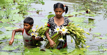 শাপলা ফুটলেই মুখে হাসি ফোটে ওদের