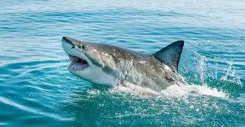 Father jumps into water to save 10-year-old son ‘grabbed’ by shark