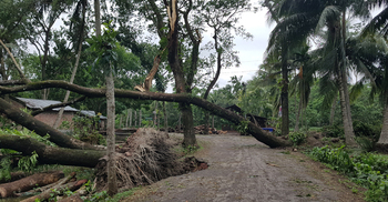 সিরাজগঞ্জে আম্ফানের প্রভাবে গাছ ভেঙে পড়ে যুবক নিহত