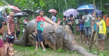 সীমান্তে পড়েছিল মরা হাতি