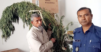 বাড়ির উঠানে গাঁজা চাষ, গ্রেফতার ১