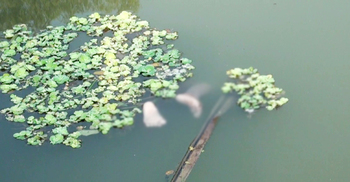 ৭ মাসের শিশুর লাশ মিলল পুকুরে, মা পলাতক
