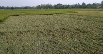শেরপুরে শিলাবৃষ্টিতে ক্ষতিগ্রস্ত ৫ হাজার হেক্টর জমির ফসল