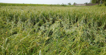 ৫ মিনিটের শিলাবৃষ্টিতে বোরো ক্ষেতের ব্যাপক ক্ষতি