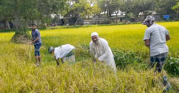সখীপুরে দরিদ্র কৃষকের ধান কেটে দিলেন শিক্ষক-শিক্ষার্থীরা