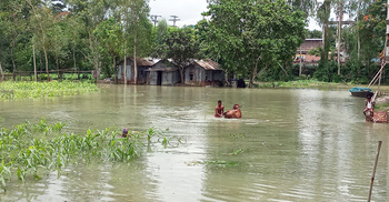 সিরাজগঞ্জে কমছে যমুনার পানি, গো-খাদ্যের সংকট