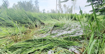 ঘূর্ণিঝড় সিত্রাংয়ে মাটিতে নুয়ে পড়েছে রোপা আমন