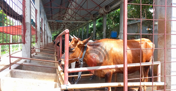 সিরাজগঞ্জে ৩ লাখ ৯১ হাজার কোরবানির পশু প্রস্তুত