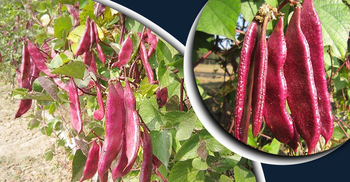 লবণসহিষ্ণু সিমের নতুন জাত উদ্ভাবন