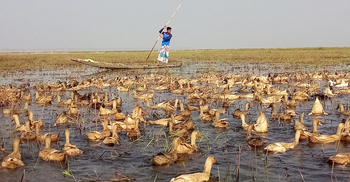 হাঁস পালন করে কোটিপতি এজাহারুন