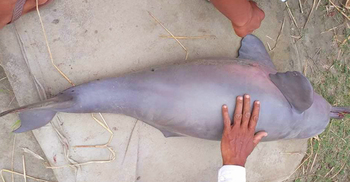 যমুনায় ধরা পড়লো ২০ কেজি ওজনের গাঙ্গেয় শুশুক