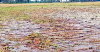 ডুবে গেছে পাকা ধান, শ্রমিক সংকটে দিশেহারা কৃষক