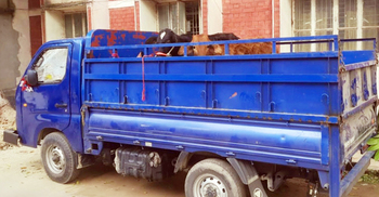 চোর ধরতে গিয়ে পিকআপের চাকায় পিষ্ট গৃহবধূ