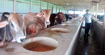 ঈদের বাকি ৮ দিন, পশু বিক্রি নিয়ে দুশ্চিন্তায় সিরাজগঞ্জের খামারিরা