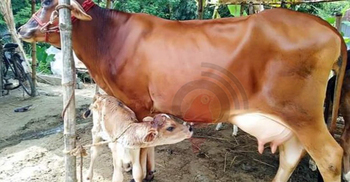 সিরাজগঞ্জে কমছে দুধ উৎপাদন, দুশ্চিন্তায় খামারিরা