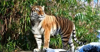 More tigers and lions test positive at US zoo