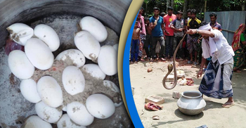 ২৬টি ডিমসহ উদ্ধার হলো জোড়া গোখরা