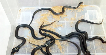 পটুয়াখালীতে ২৫ বিষধর সাপ উদ্ধার, বনে অবমুক্ত