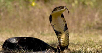 ভ্যাকসিনের অভাবে নিভে গেল কলেজছাত্রীর জীবন প্রদীপ