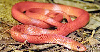 পঞ্চগড়ে মিলল দুর্লভ ‘লাল প্রবাল সাপ’