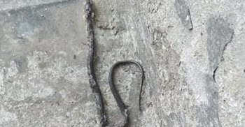 আদালত ভবন থেকে ২১ গোখরা সাপ উদ্ধার