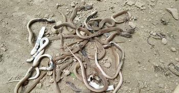 বসতঘর থেকে বেরিয়ে এলো ২২ বিষধর গোখরা