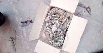 বাক্সে ‘দই’ লিখে চেয়ারম্যানকে সাপ উপহার