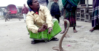 বহুদিন পর দেখা মিলল সাপের খেলা