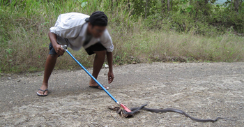 সাপ ধরার কৌশল দেখাতে গিয়ে সাপুড়ের মৃত্যু