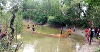 কচুয়ায় গাছের ডালে ৭ ফুট লম্বা অজগর