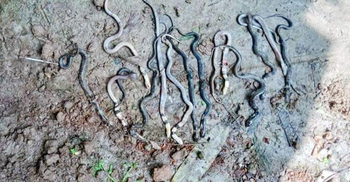 মাটির ঘরে মিললো ১৬টি বিষধর সাপ-ডিম