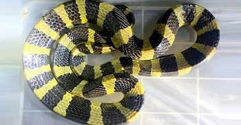 মৌলভীবাজারে শঙ্খিনী সাপ উদ্ধার