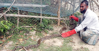 সুন্দরবনের অজগর লোকালয় থেকে উদ্ধার