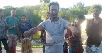 হাঁসের বাচ্চা খেতে এসে ধরা অজগর