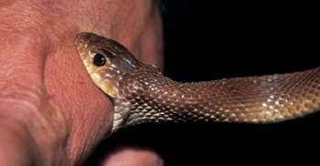 সাপের কামড়ে স্কুলছাত্রের মৃত্যু