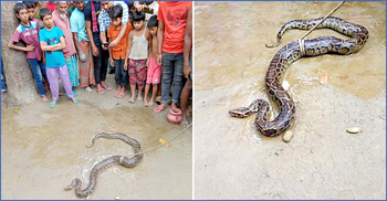 ধানক্ষেতে মিললো ৮ ফুট লম্বা অজগর
