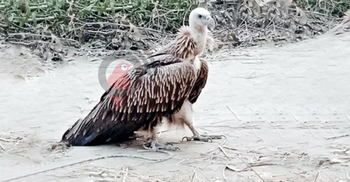 মাঠে উড়ে এসে পড়লো বিলুপ্ত প্রজাতির শকুন